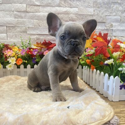 Grem  French Bulldog