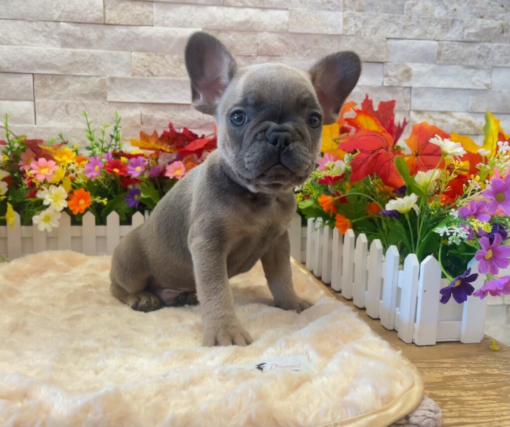 French Bulldog - 9377 - Image 2