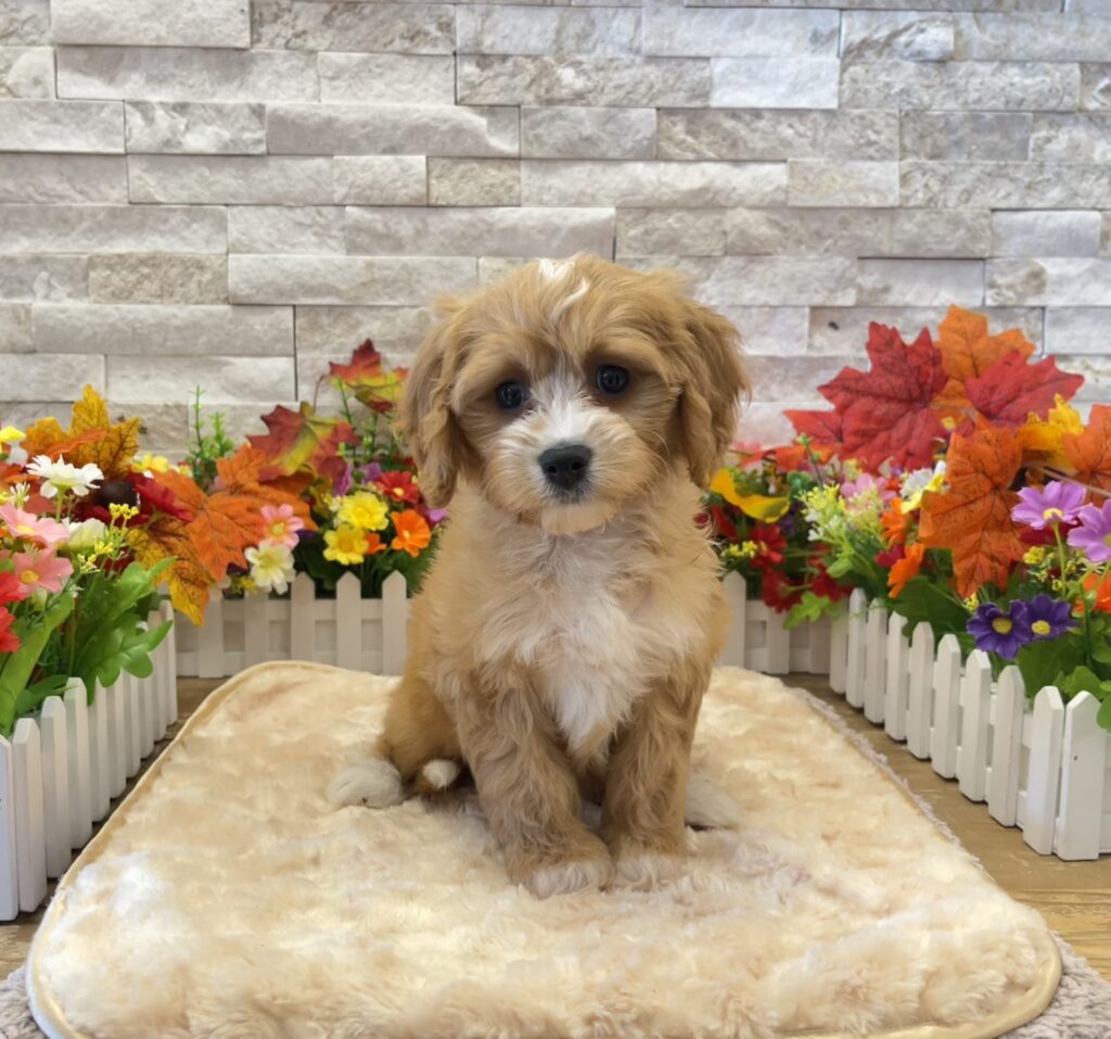 Cavapoo - 5165 - Image 1