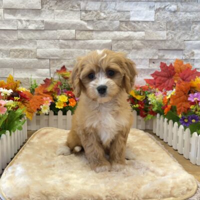 Maddie  Poodle/Cavalier King