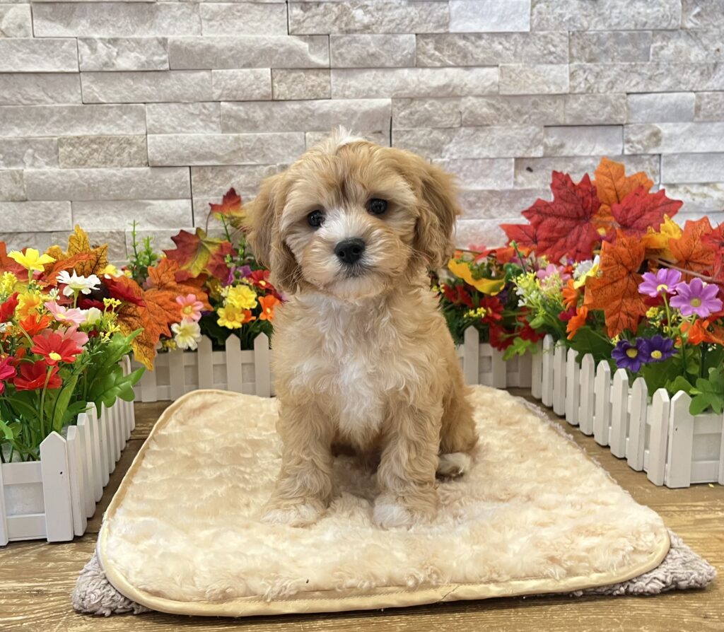 Cavapoo - 5724 - Image 1