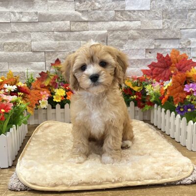 Rupert  Poodle/Cavalier King