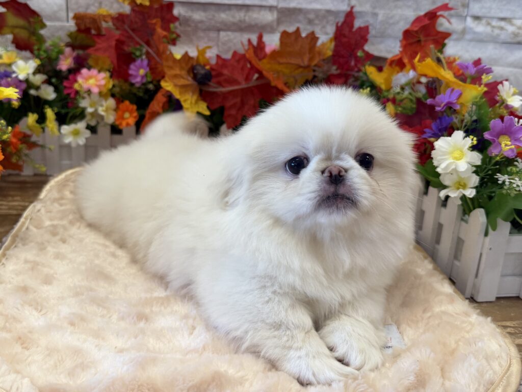Pekingese - 9074 - Image 1