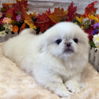 Shrimpy Pekingese