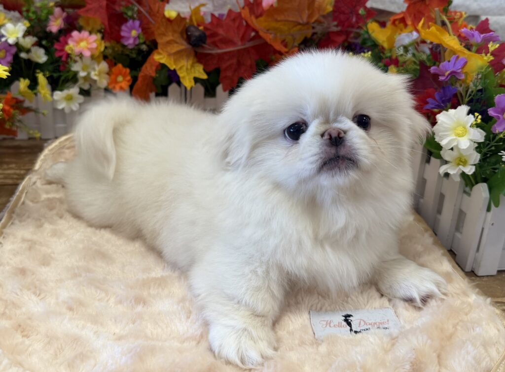 Pekingese - 9074 - Image 3