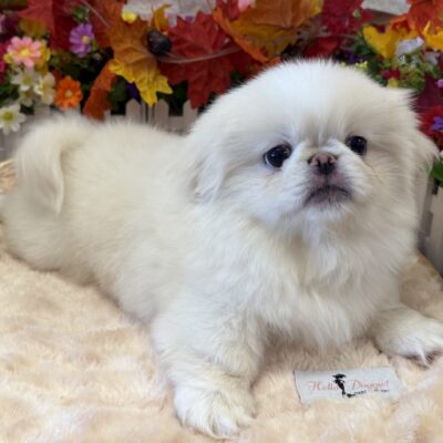 Shrimpy Pekingese
