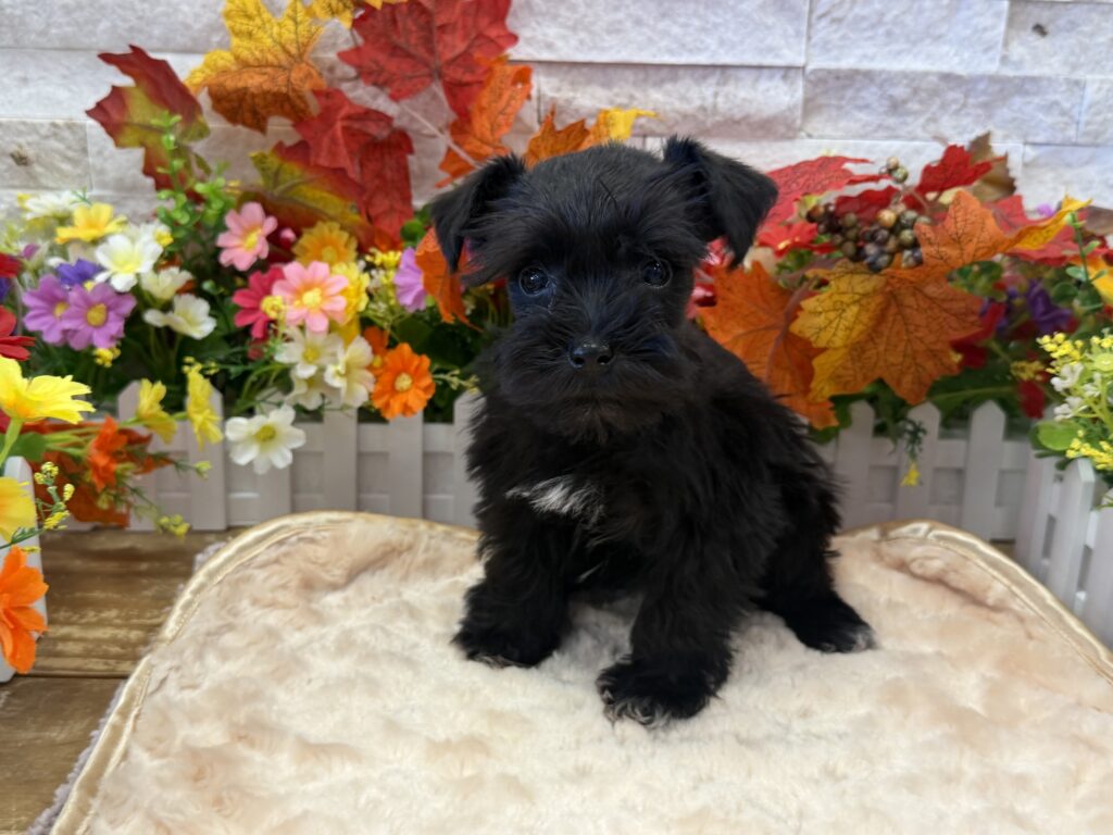 Miniature Schnauzer - 9740 - Image 2