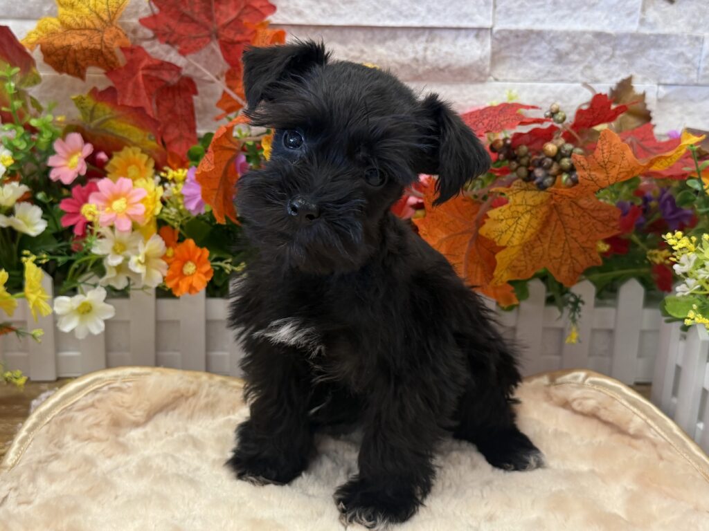 Miniature Schnauzer - 9740 - Image 3