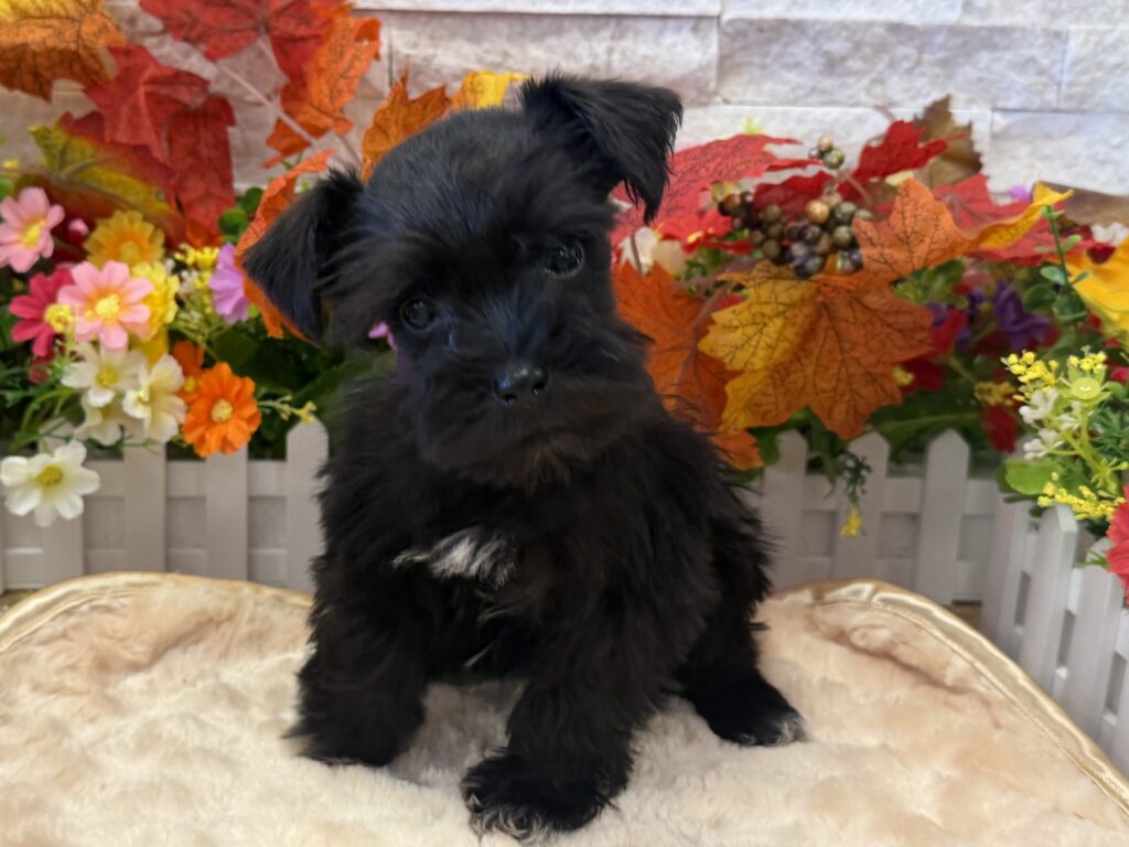 Miniature Schnauzer - 9740 - Image 1
