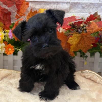 Hal Miniature Schnauzer