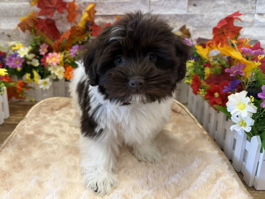 Havanese - 9803 - Image 1