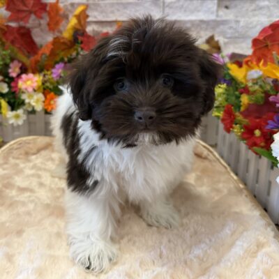 Penelope  Havanese