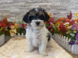 Yorkshire Terrier – 6267