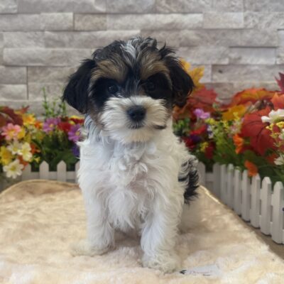 Winnie Yorkshire Terrier