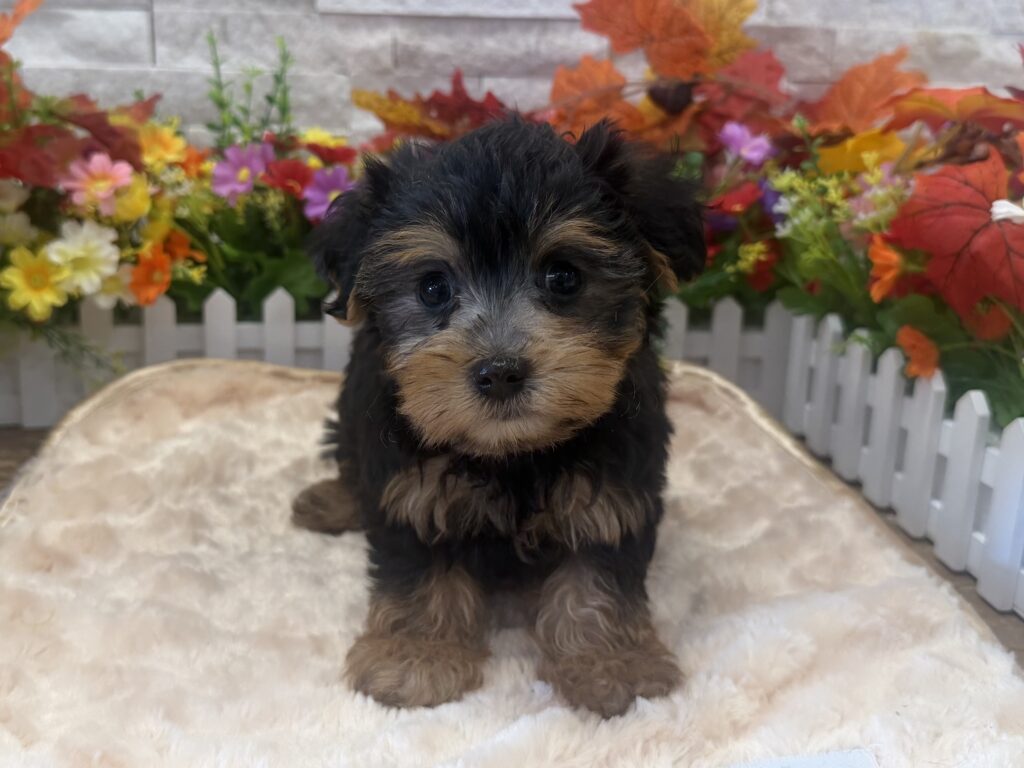 Yorkipoo - 6272 - Image 1