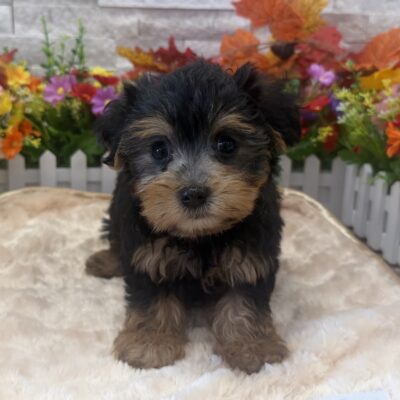 Frankie Yorkipoo