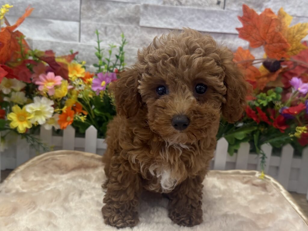 Poodle Mini - 100324 - Image 1