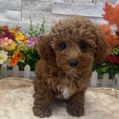 Harvey Poodle Mini