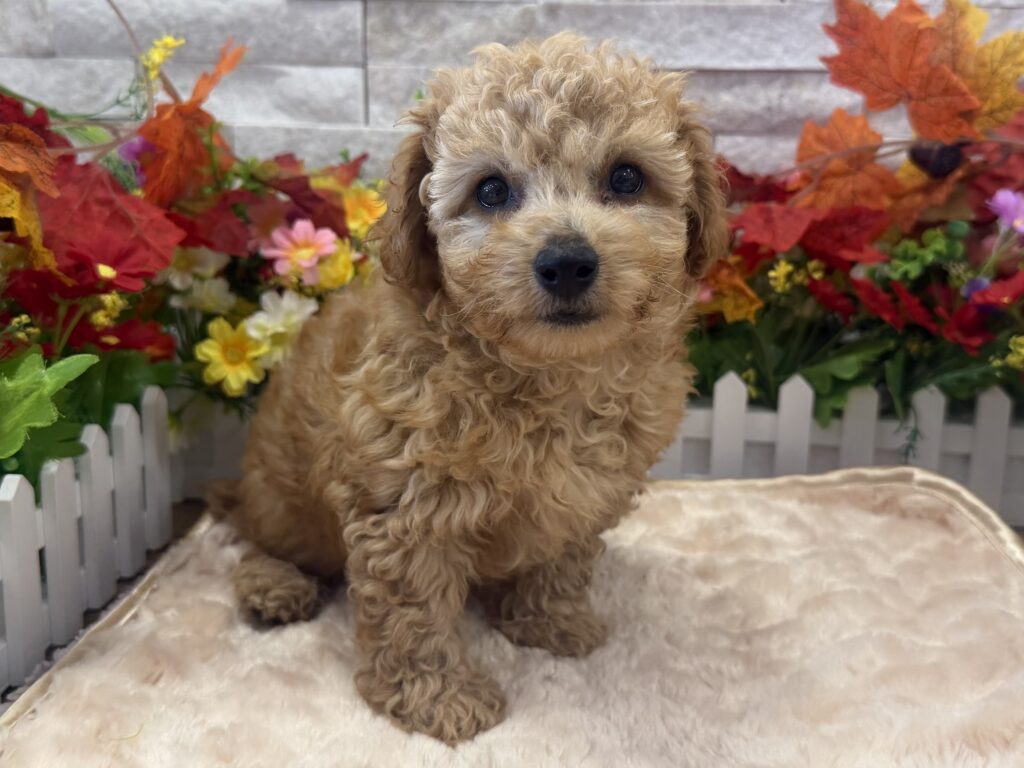 Bichapoo - 9450 - Image 1