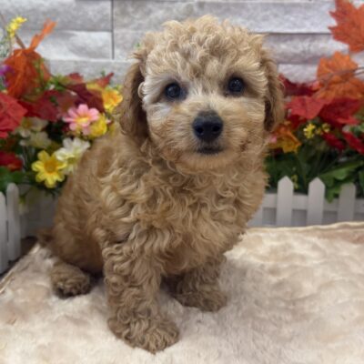 Woody  Bichapoo