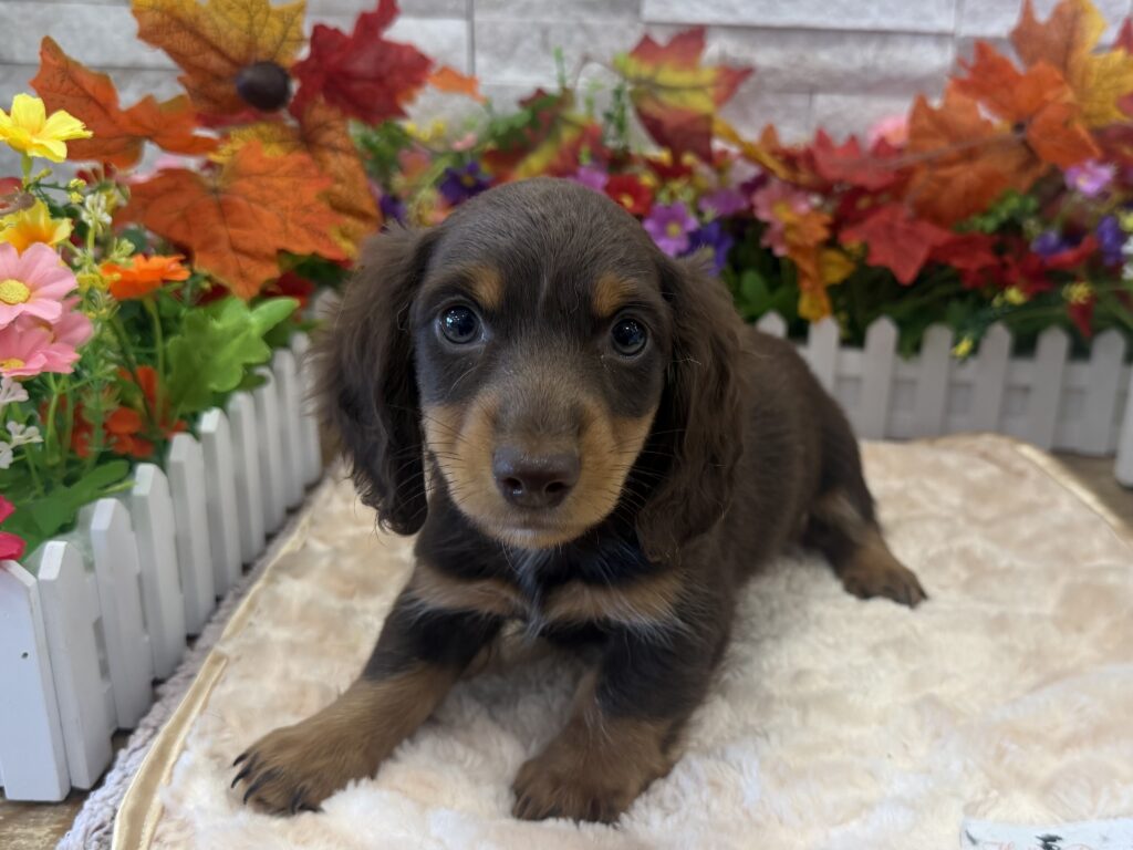 Dachshund - 6269 - Image 1
