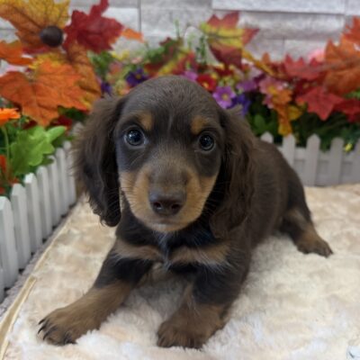 Toby Dachshund