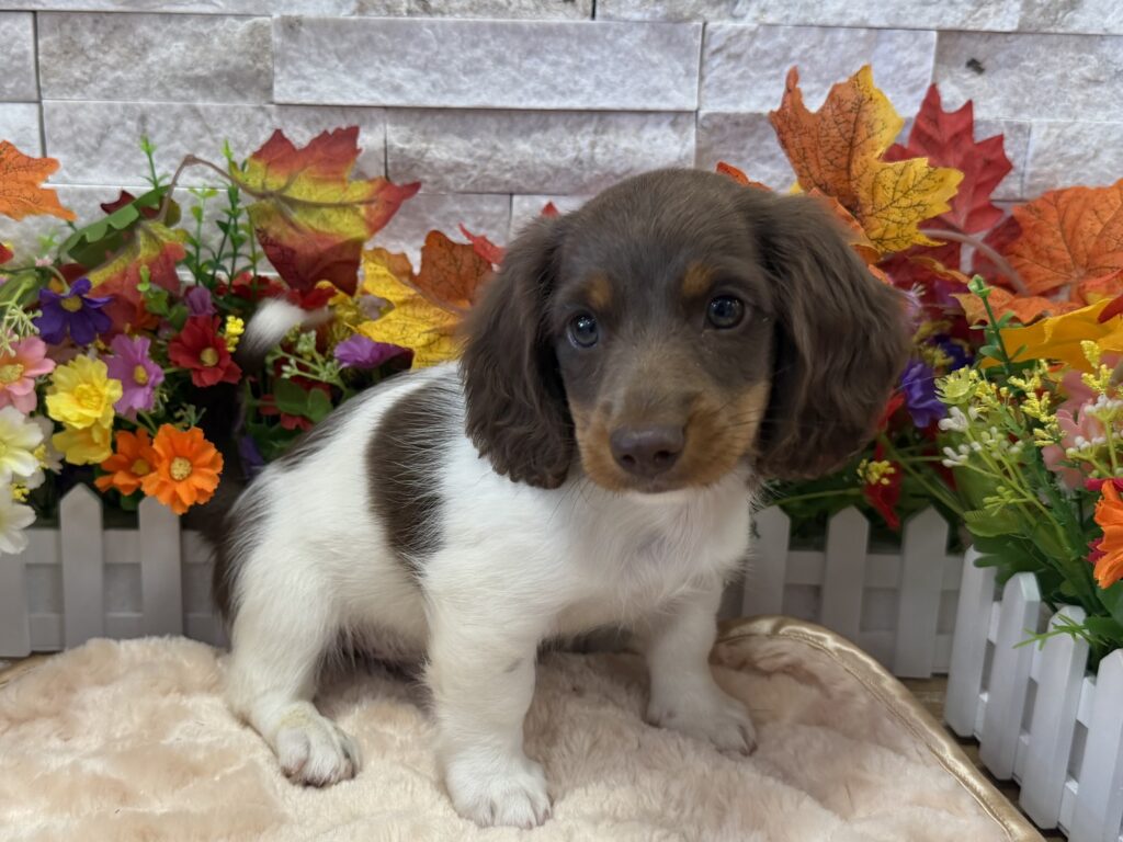 Dachshund - 6277 - Image 1