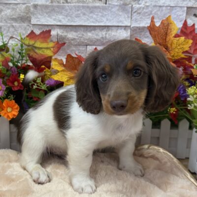 Linus  Dachshund