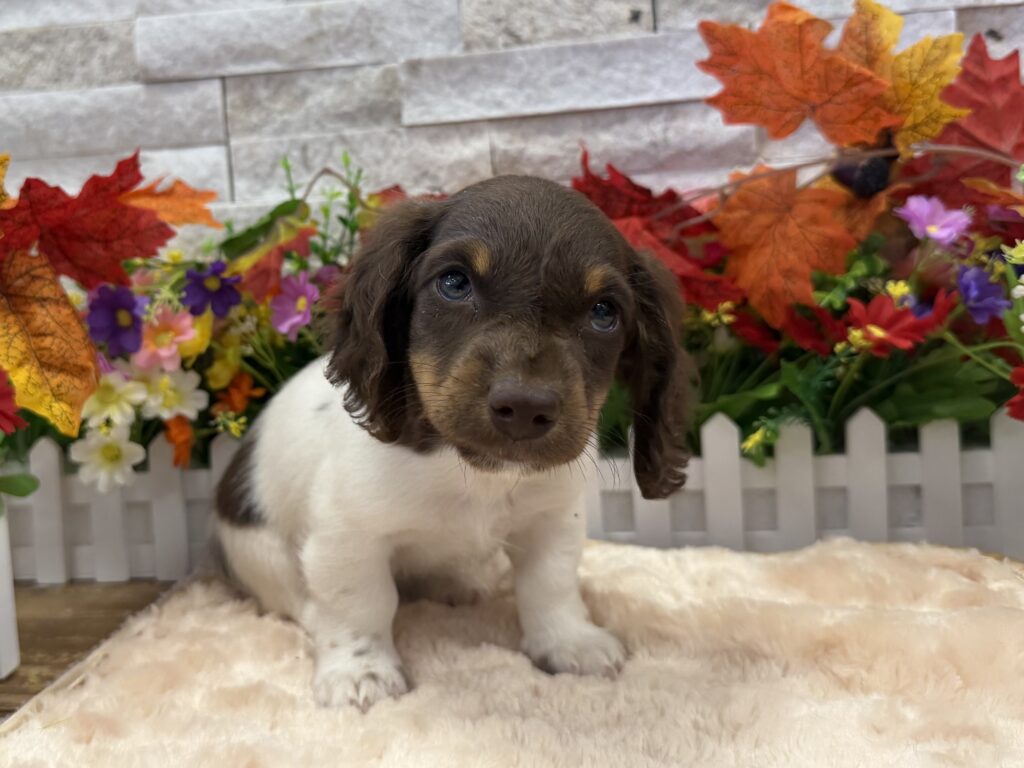 Dachshund - 6268 - Image 1