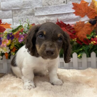 Percy Dachshund