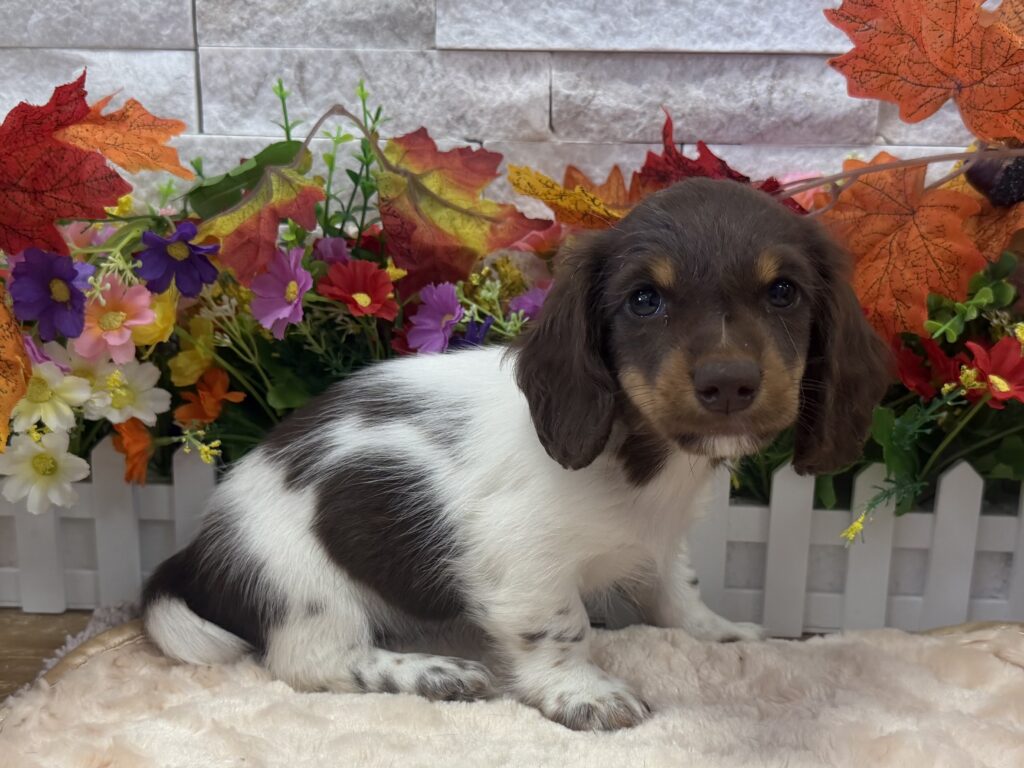 Dachshund - 6266 - Image 1