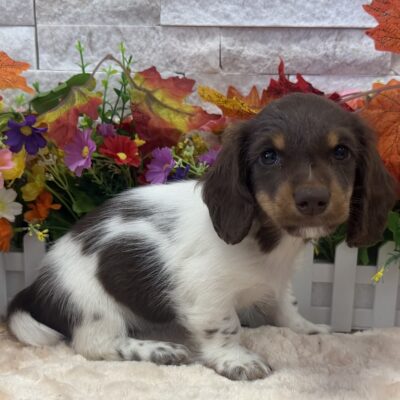 Tilly Dachshund