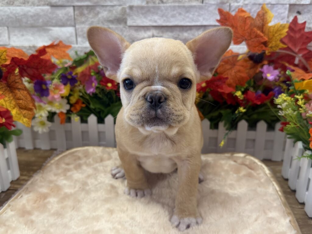 French Bulldog - 4419 - Image 1