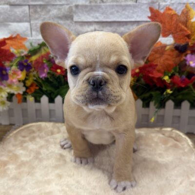 Eva French Bulldog