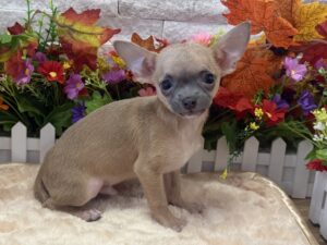 Furrylicious® Chihuahua puppy available