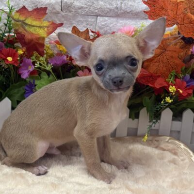 Casper Chihuahua