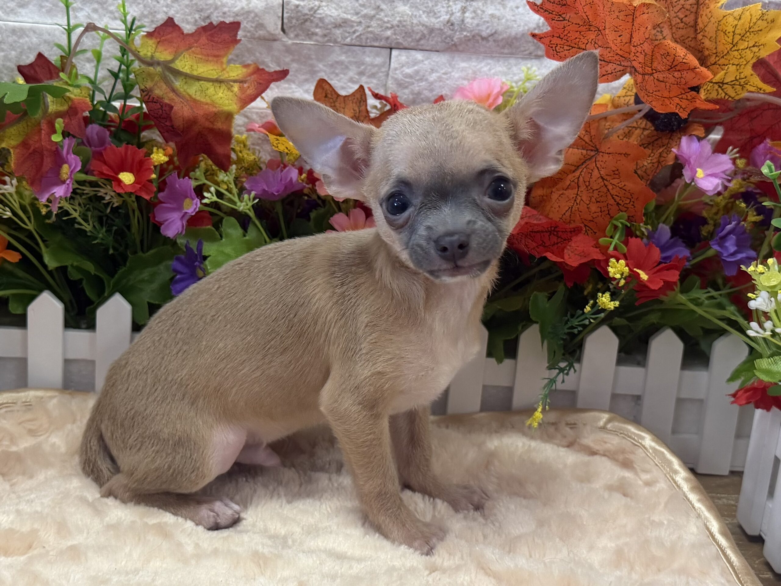 Chihuahua in Flemington, NJ