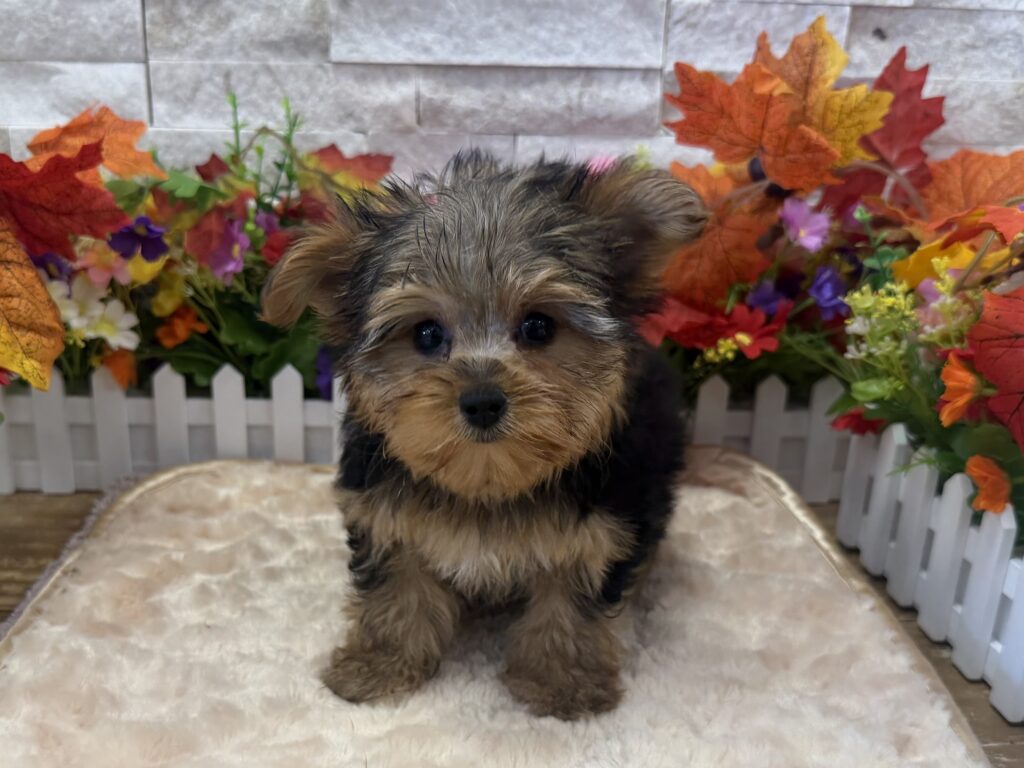 Yorkshire Terrier - 8286 - Image 1