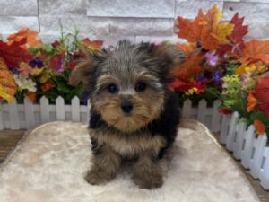 Yorkshire Terrier – 8286