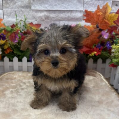 Gigi Yorkshire Terrier