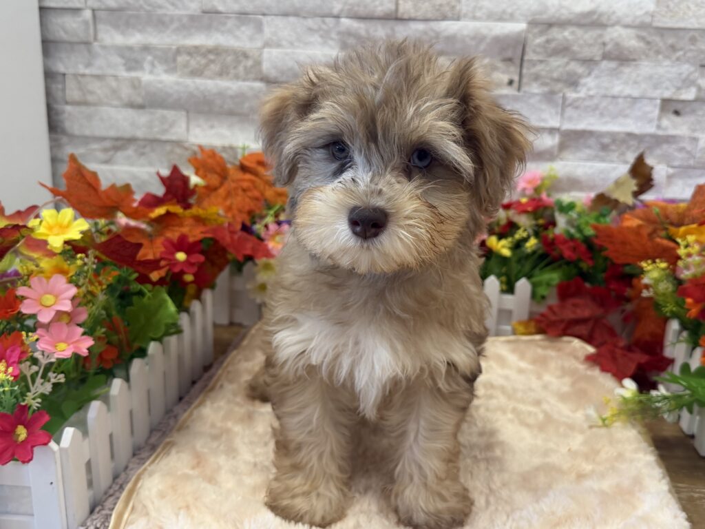 Schnoodle- 3028 - Image 1