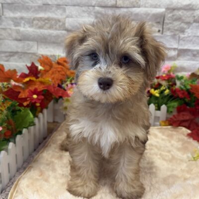 Blaire Schnoodle
