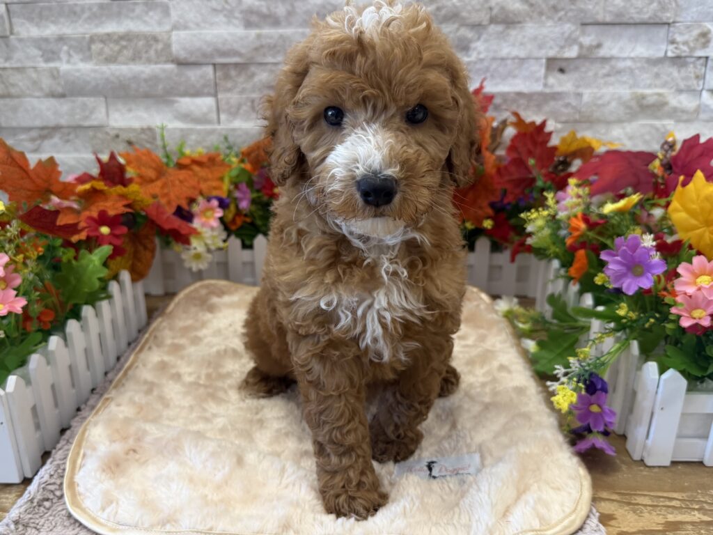 Goldendoodle Mini - 3742 - Image 1
