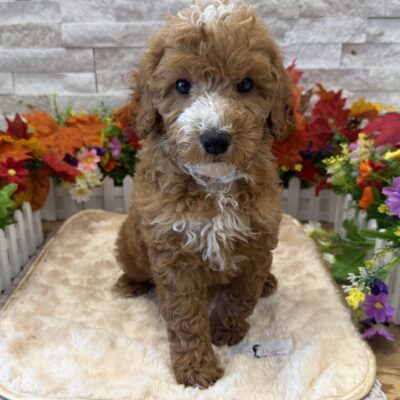 Digger Goldendoodle Mini