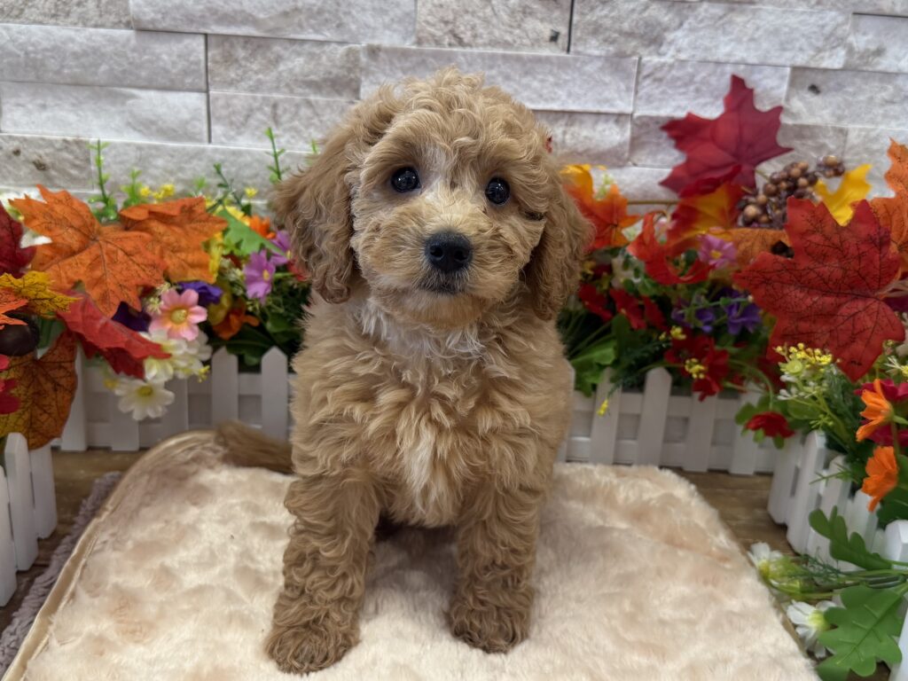 Goldendoodle Mini F1b - 0159 - Image 1