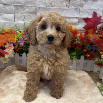 Margo Goldendoodle Mini F1b