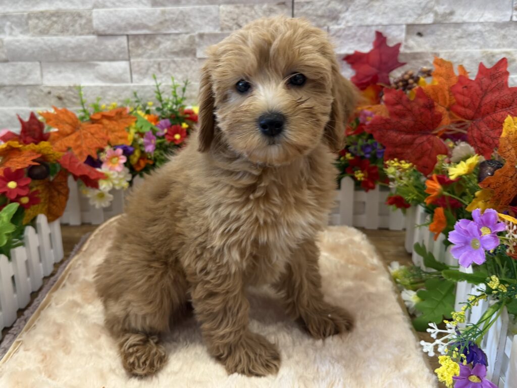 Goldendoodle Mini F1b -0153 - Image 1