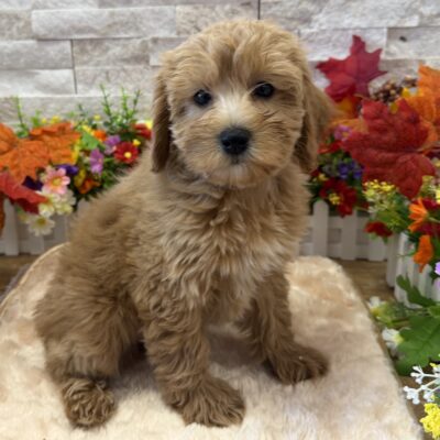 Pumpkin Goldendoodle Mini F1b