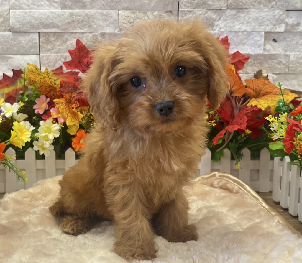 Cavapoo - 3095 - Image 1