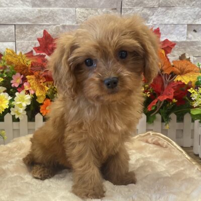 Punky Cavapoo